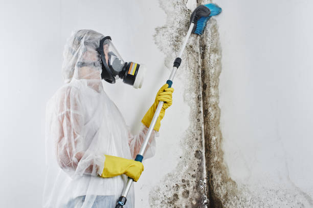 Best Mold Remediation for Specific Building Types in Sea Breeze, NC