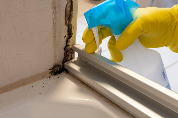 Best Post-Flood Mold Remediation in Sea Breeze, NC