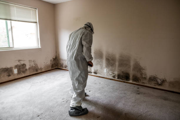 Best DIY Mold Remediation Support Services in Sea Breeze, NC